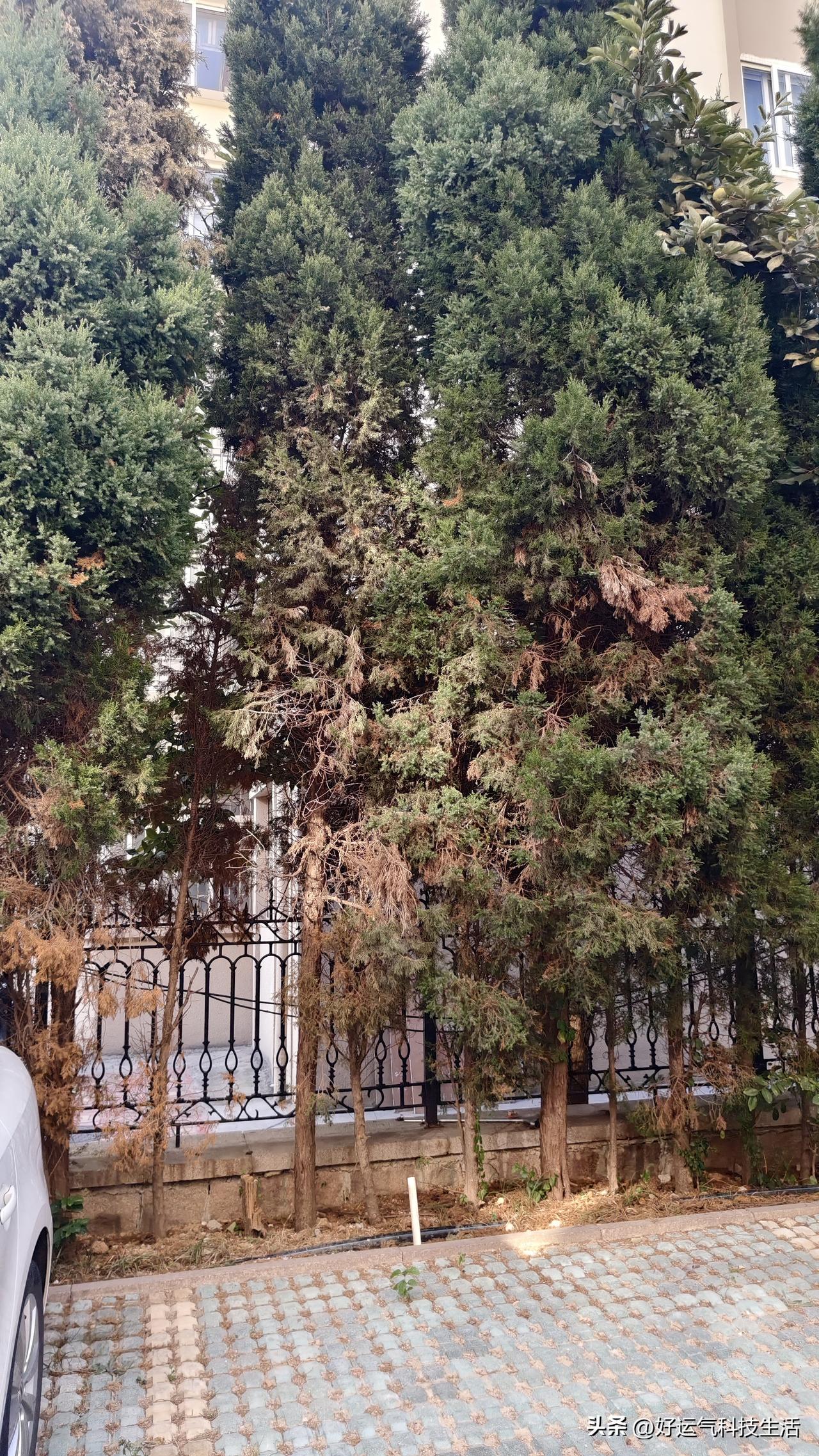 短短一周！小区危树全部清理完毕，为高效社区、暖心邻居点赞
 
太暖心、太高效了！