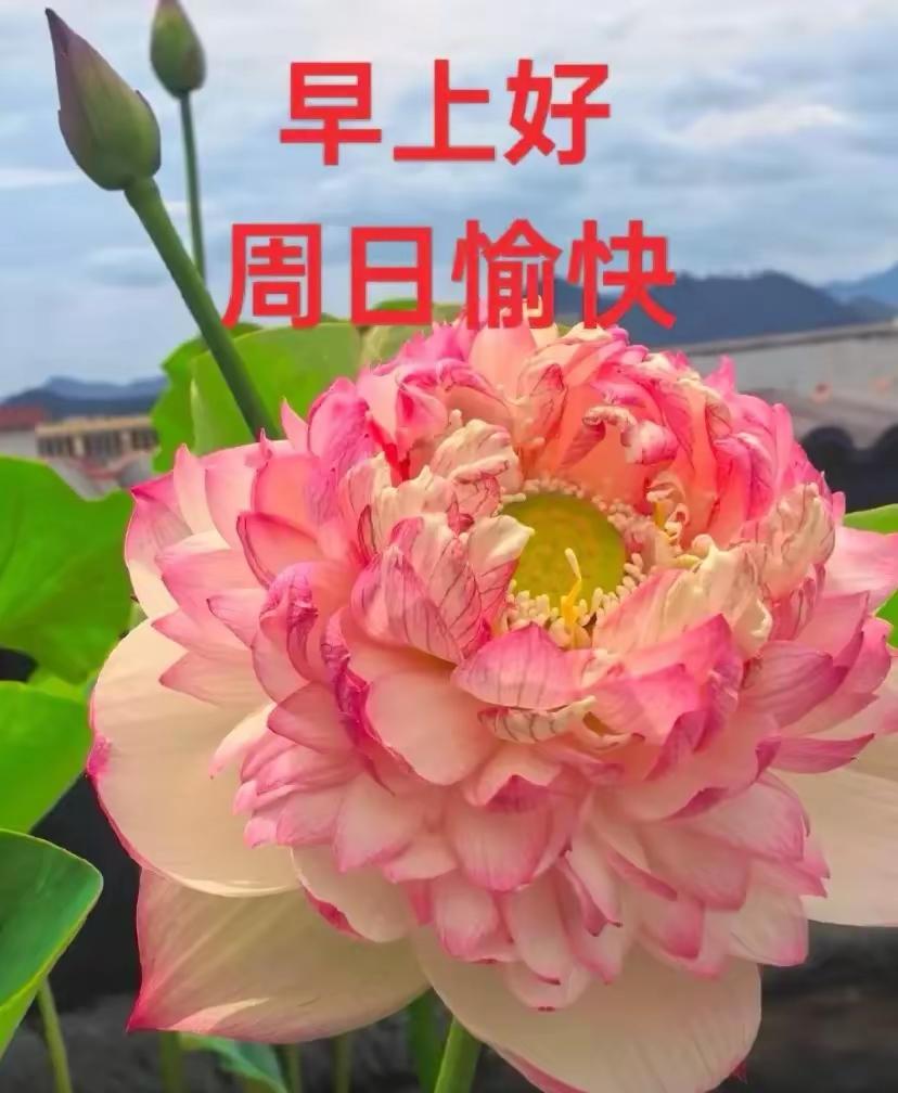 ☀️ 早安呀
 
清晨推开窗的那一刻最舒服，风凉丝丝的，连空气都带着清爽的劲儿，