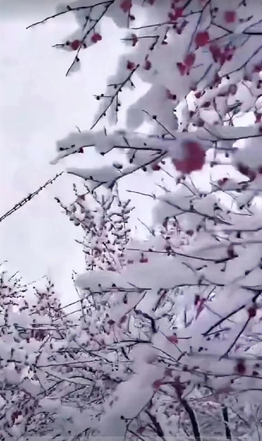 我见过北方的大雪，那叫一个壮观！就像央视新闻报道的，12月12日，山西、山东、河