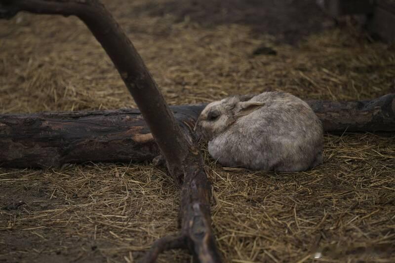 俄军无人机袭击哈尔科夫动物园 10只兔子死亡 大象受惊海外新鲜事俄乌冲突 乌克兰