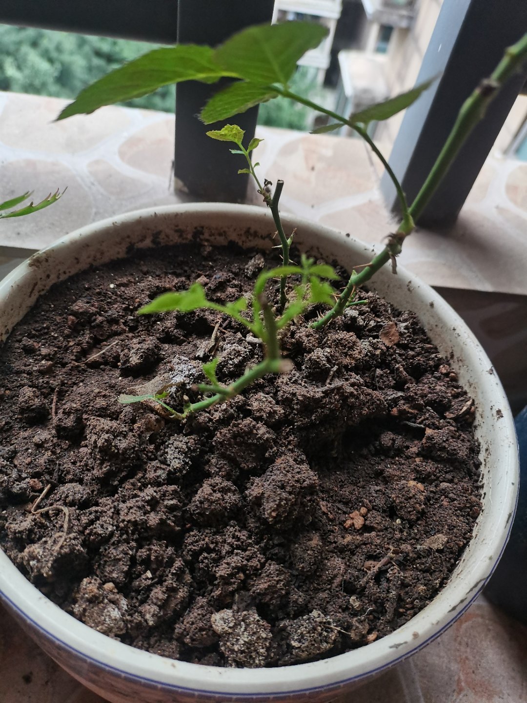 一周不见，发新芽了生活手记