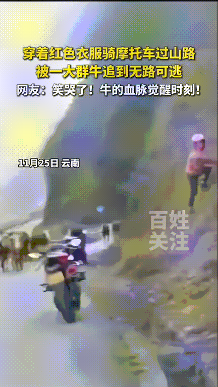 云南，一位身穿红色衣服的阿姨骑摩托车路过一段山路，谁曾想拐角窜出一群牛见着阿姨就