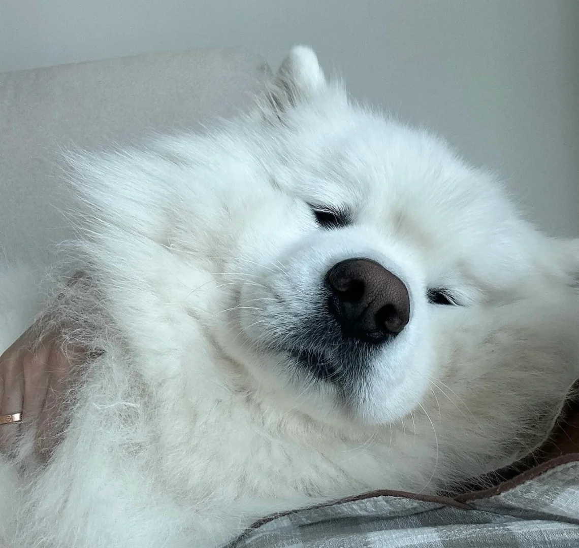 它咋看不起人呢