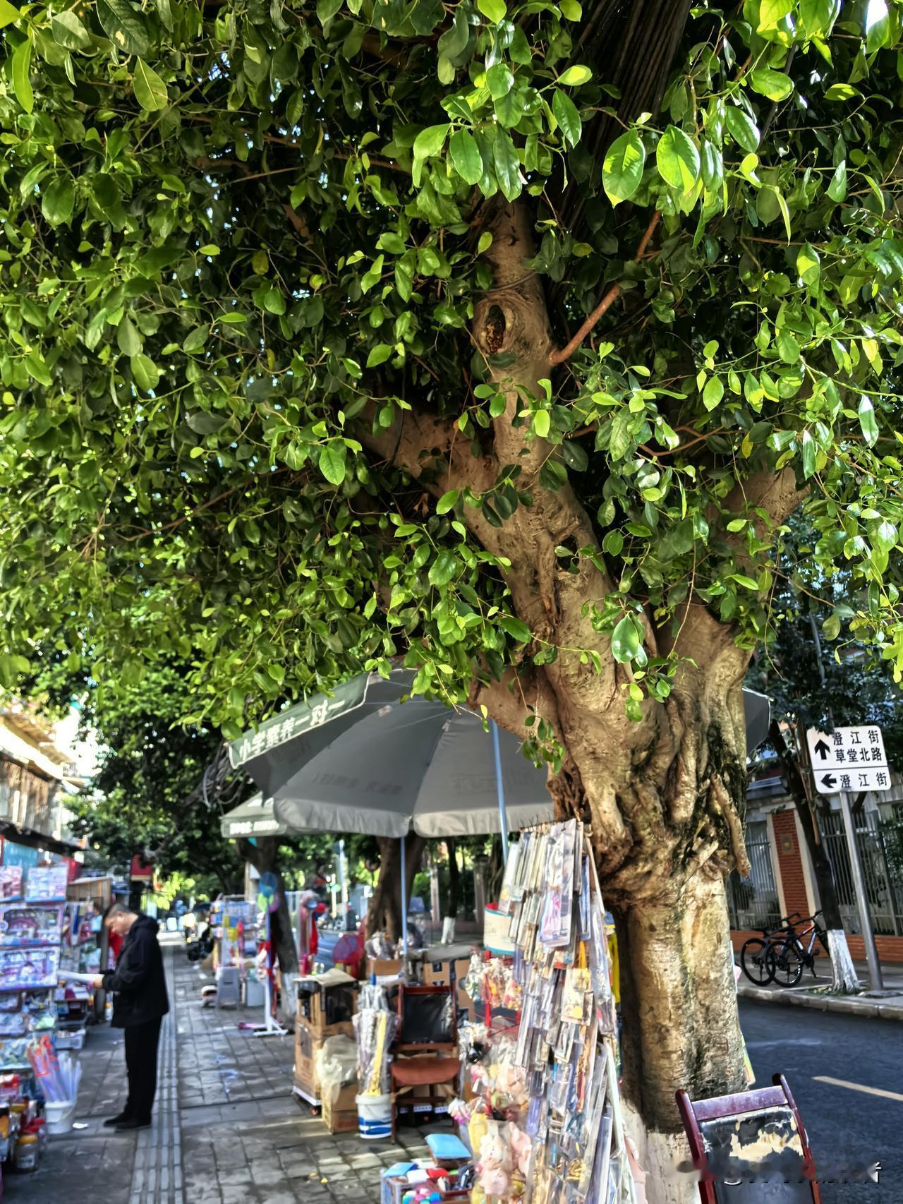 青华路旁老街道，记忆中这些行道树至少有二十多年了吧。除了树变得粗壮一点，街道整洁