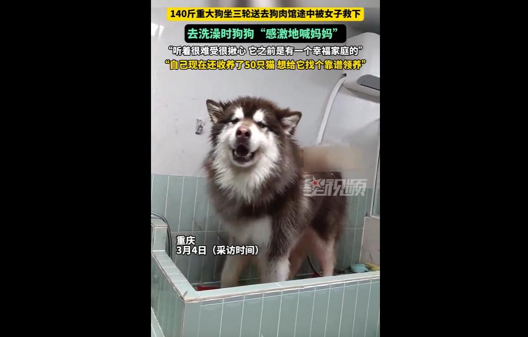 3 月 4 日，重庆一女子花 600 元从狗肉馆救下一只阿拉斯加，狗狗发出类似 