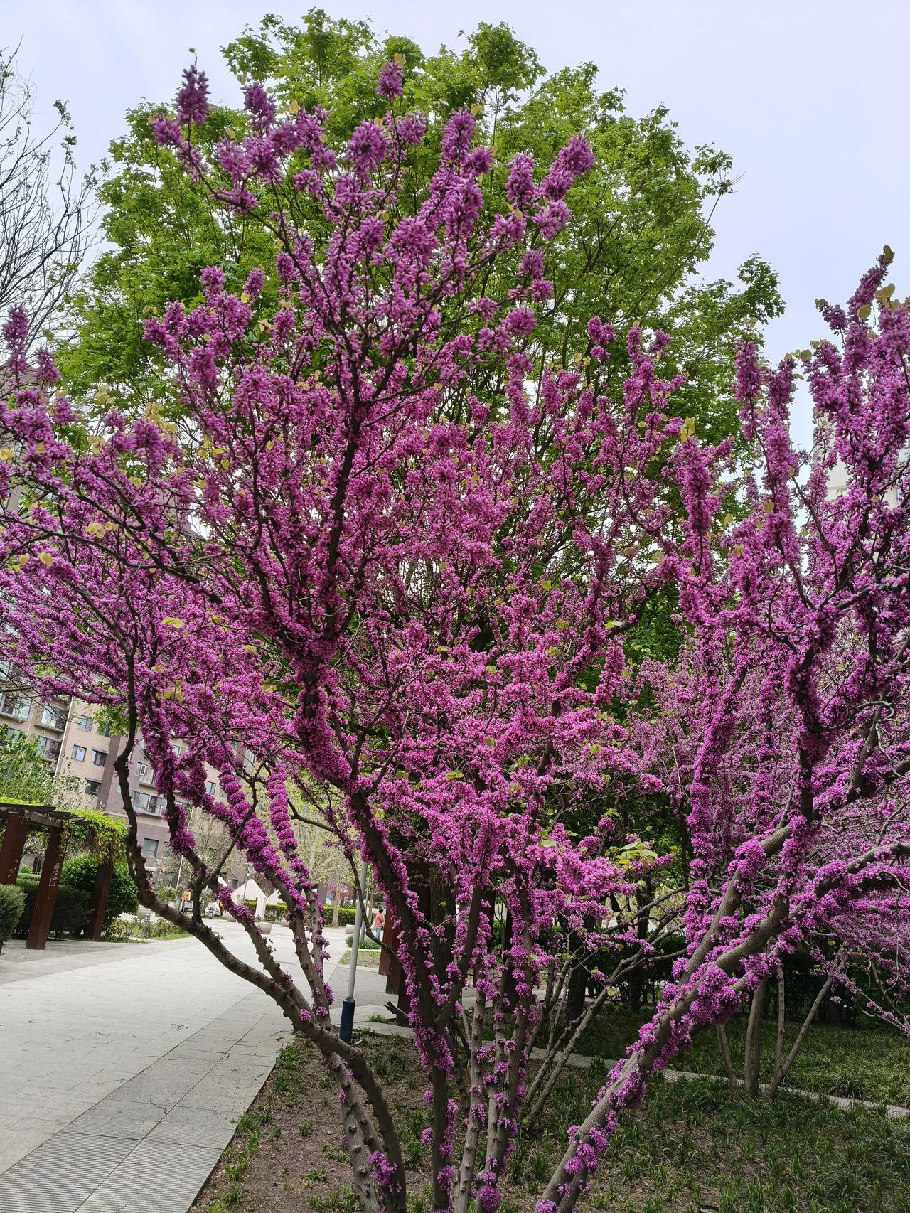 这种花从根上直接长到树上，真是稀奇，听人讲它叫“紫荆花”，有别于南方枝繁叶茂的“