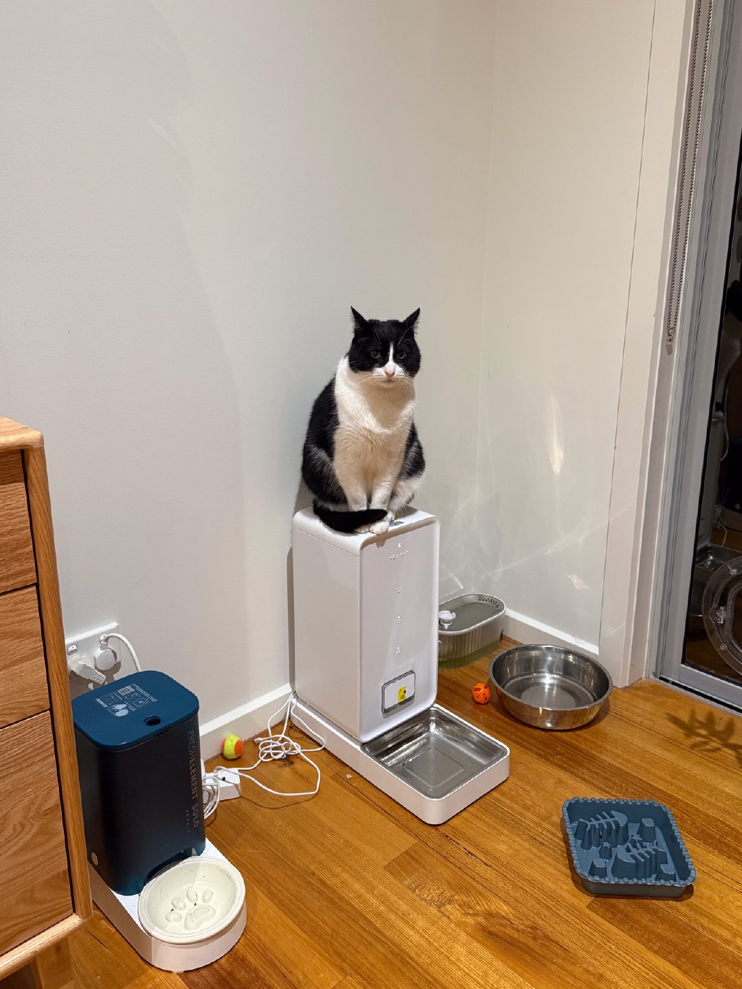 所有盆都是空的，我的心里在下雨。daily奶牛猫 （投稿：） 