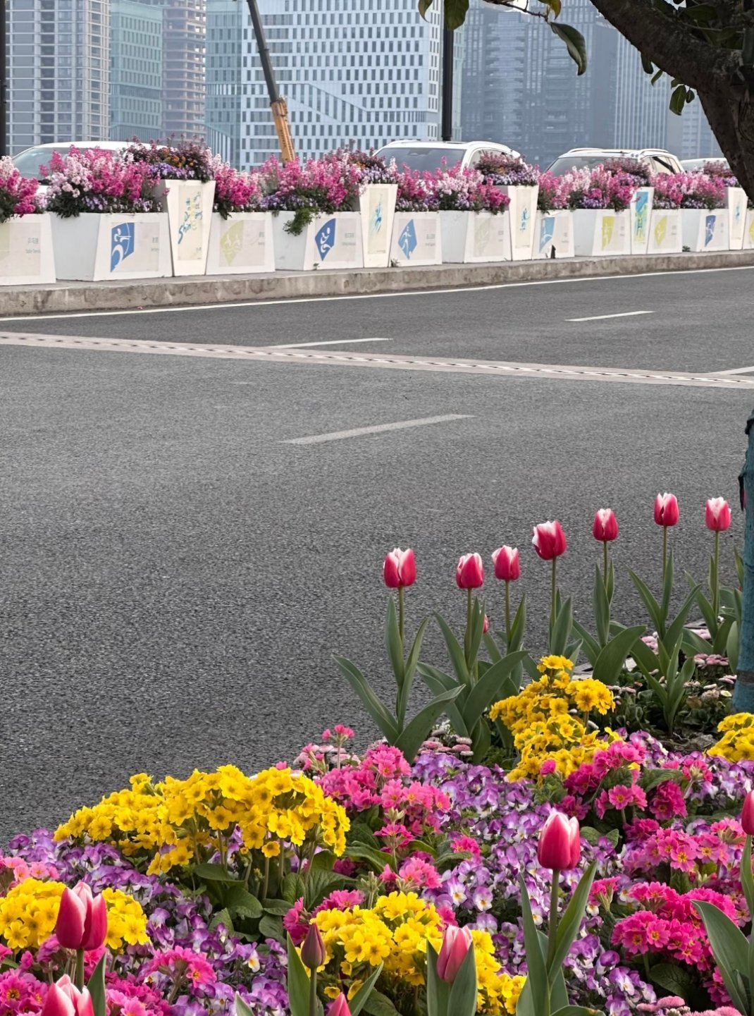 这是高薪聘请了园艺设计师吗🌷被绿化带美一大跳，看到路边漂亮花花的幸福感满满的 