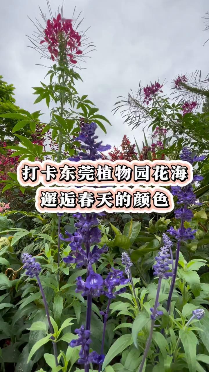 打卡东莞植物园花海，邂逅春天的颜色。