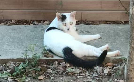 作者加速成长计划猫很难养熟。谁家给吃的，就留谁家！这家伙，跑了好几天了，最后在邻