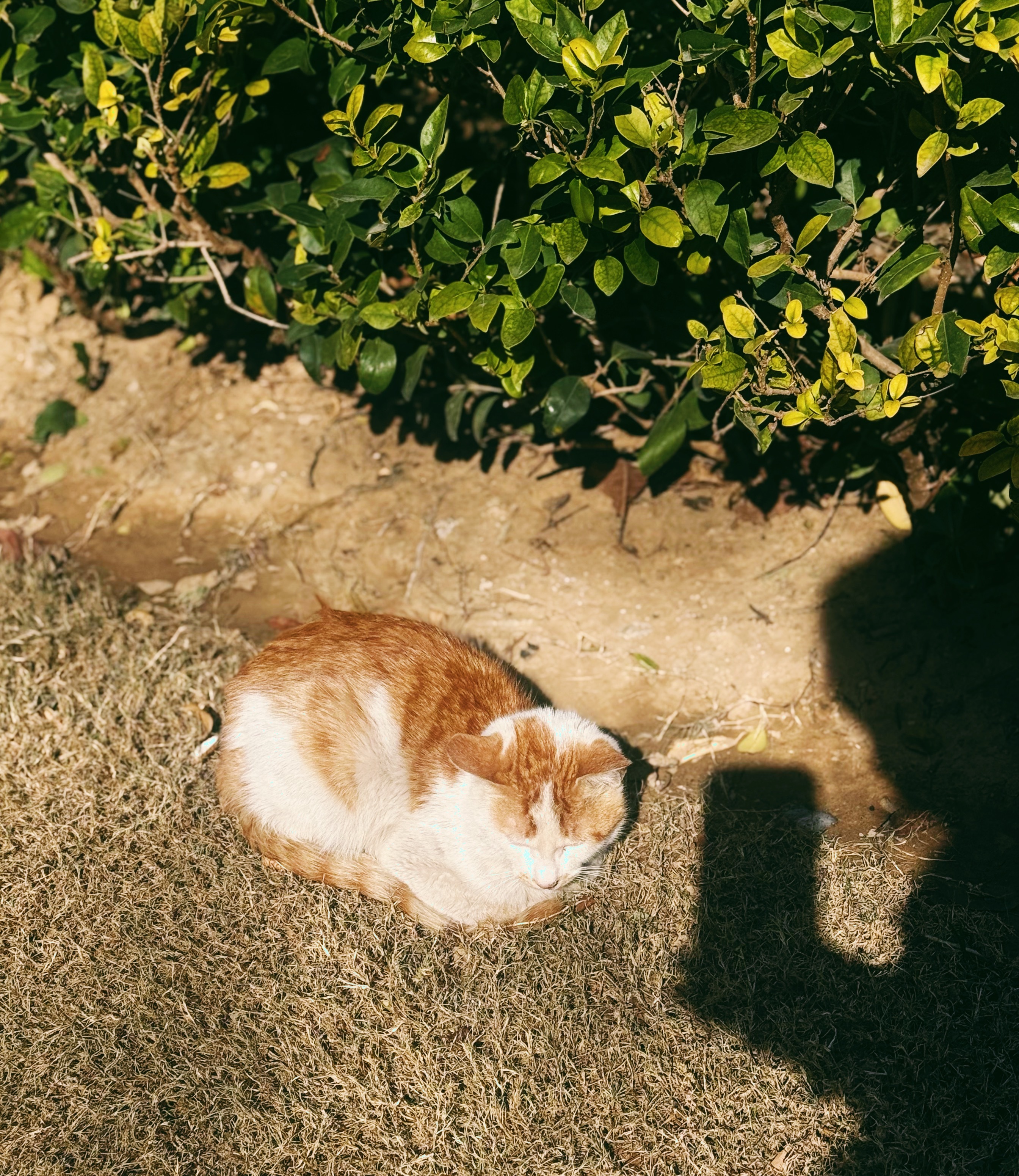 🦊：hello 🐱🐱：快走吧，挡光了，人 