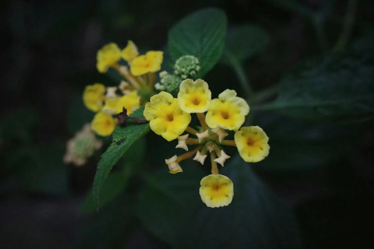 🍂季节轮换,总有新的故事值得期盼 。立冬快乐！