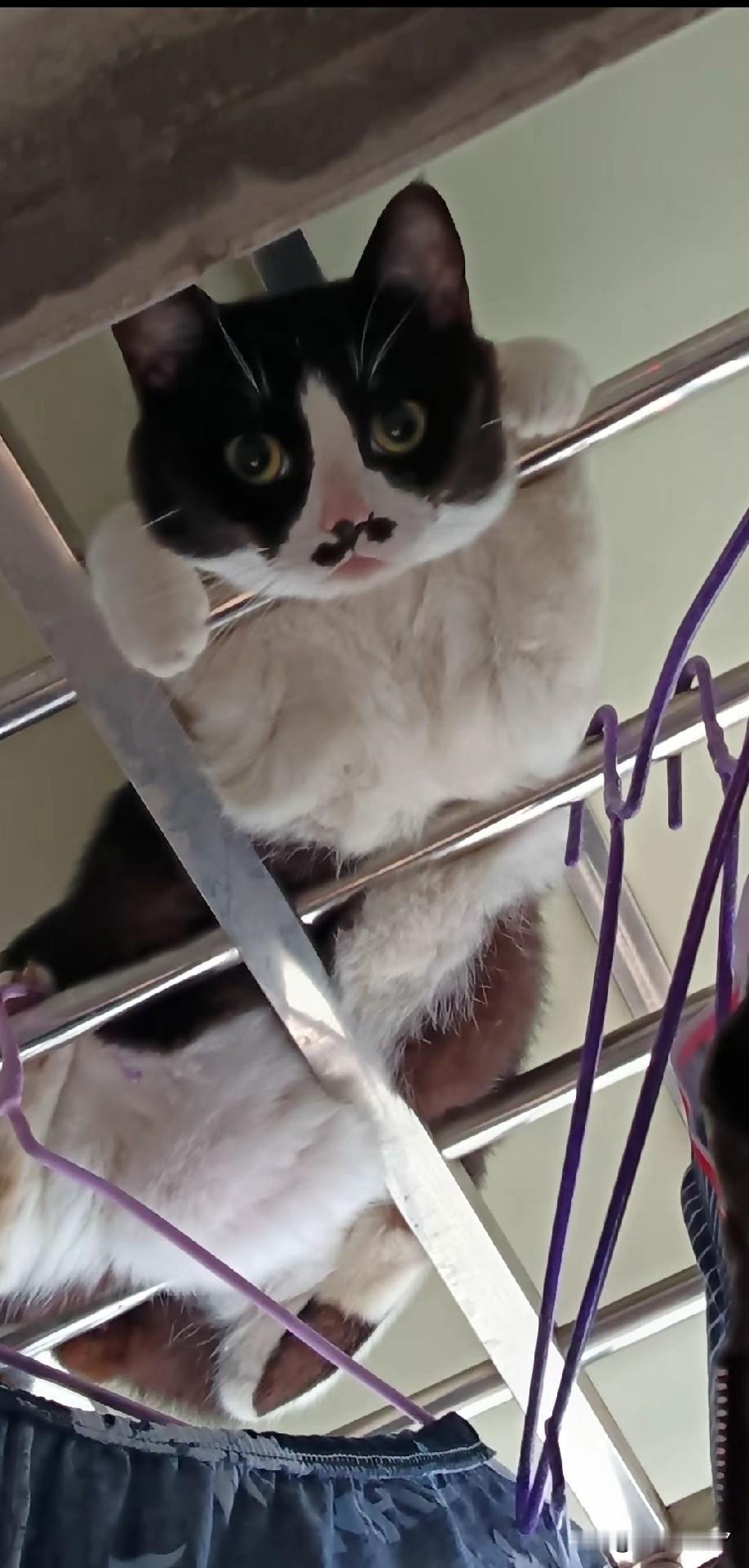 网友家这只猫咪堪称顶级“跟屁虫”，主人走到哪儿，它就精准占位跟到哪儿，寸步不离。