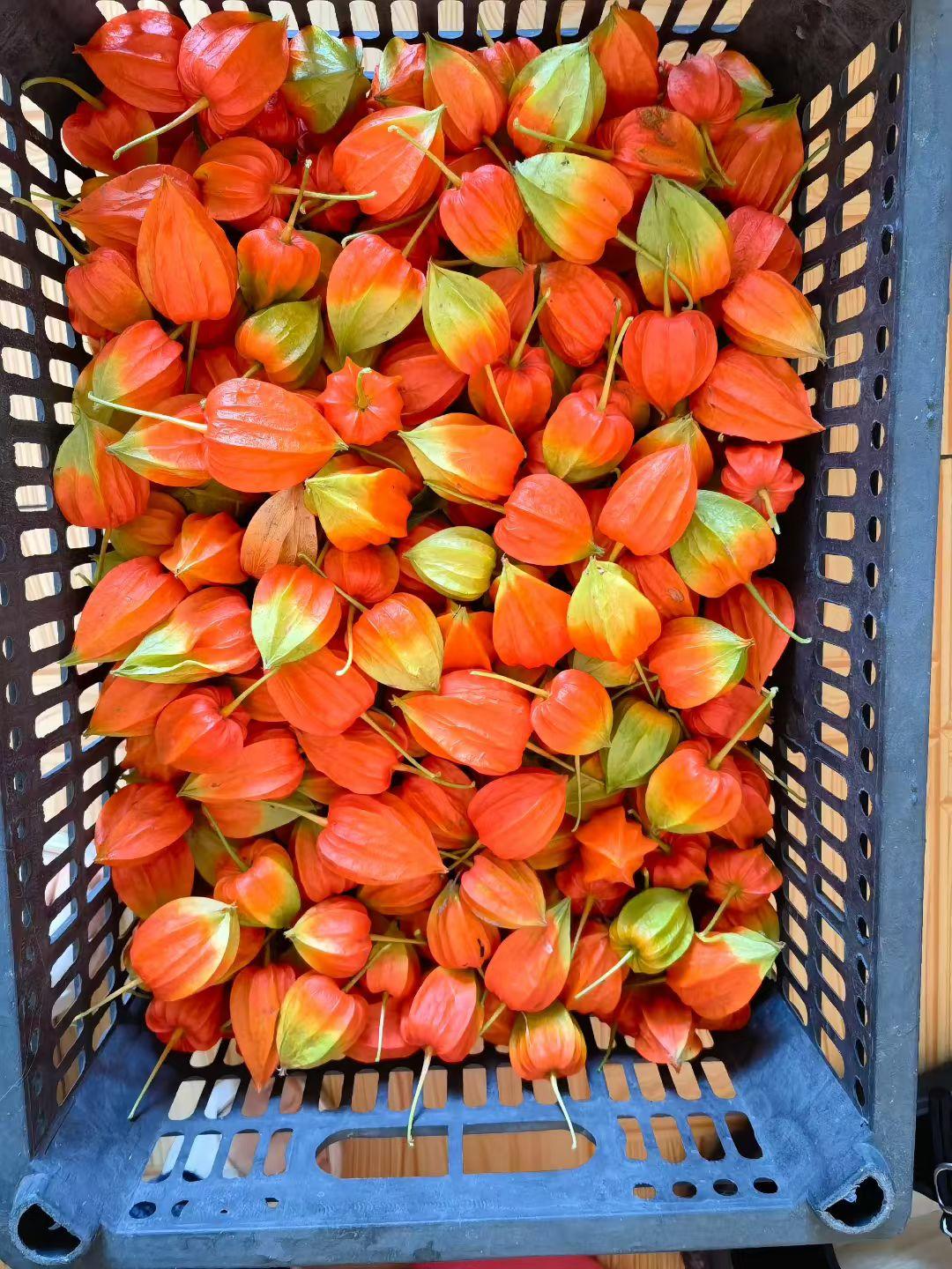 红姑娘

村中有一女，人皆唤作红姑娘。其名之由来，大约因她常穿一件褪了色的红布衫