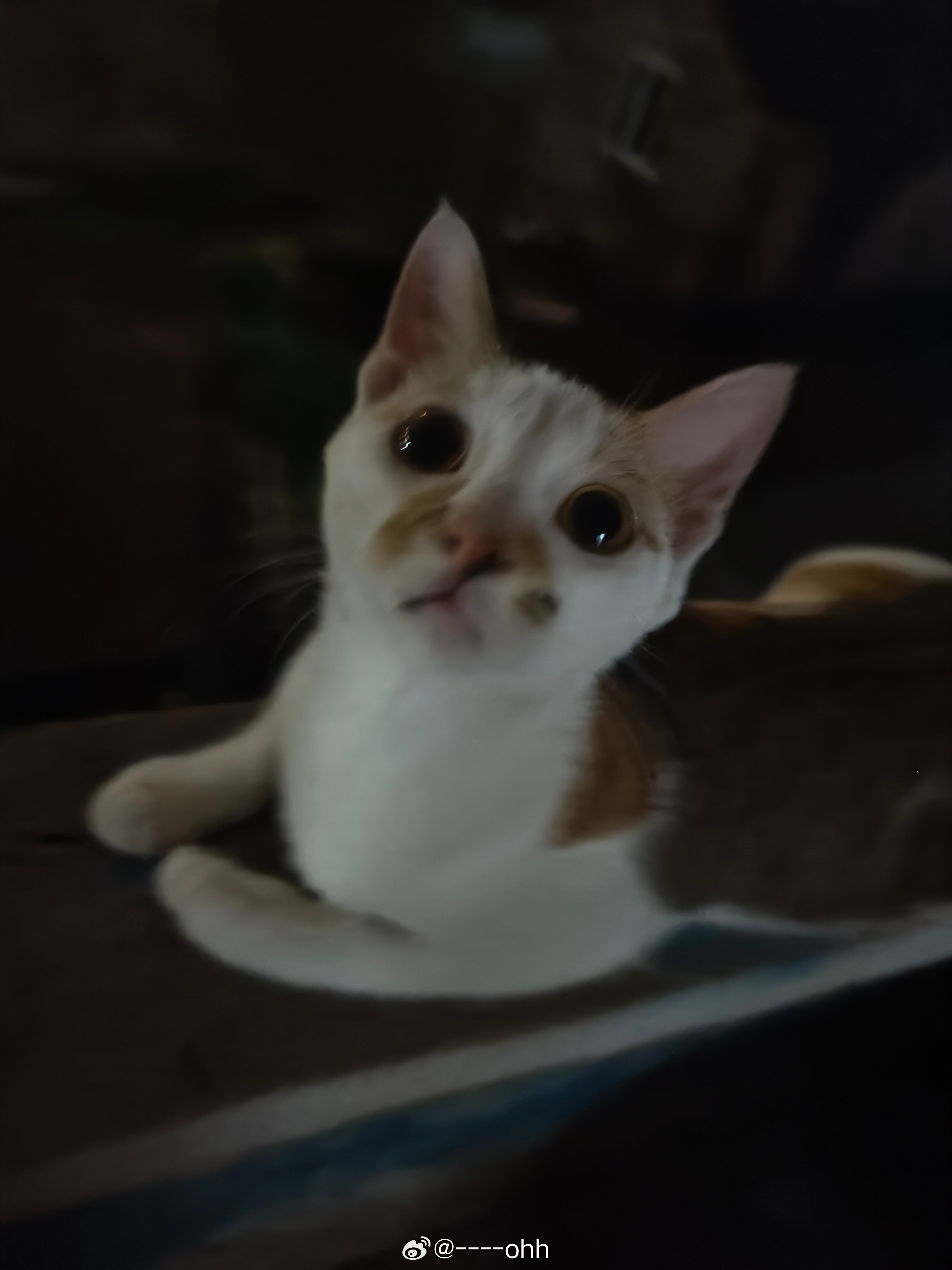 正面看:萌！侧面看:萌！ 