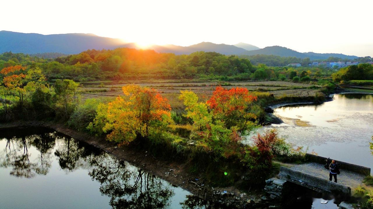 岸边几株乌桕，悄悄晕开红黄，把一河静水，染成温柔的秋画。乌桕树变色