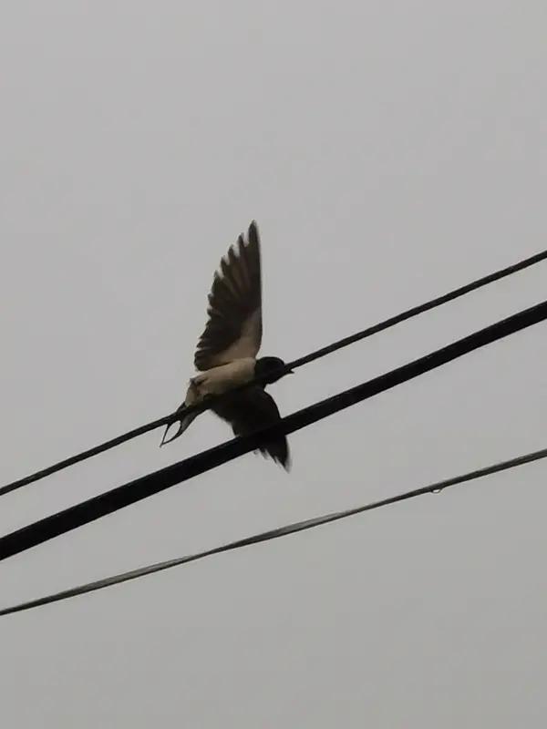 上联：闲云野鹤随风去，天外邀下联鸟随寒来到南方