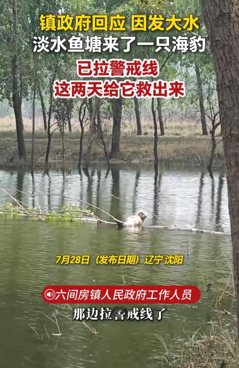 太稀奇！辽宁沈阳一村里鱼塘，居然凭空出现一只野生海豹。一场大雨涨水，让本该在海里