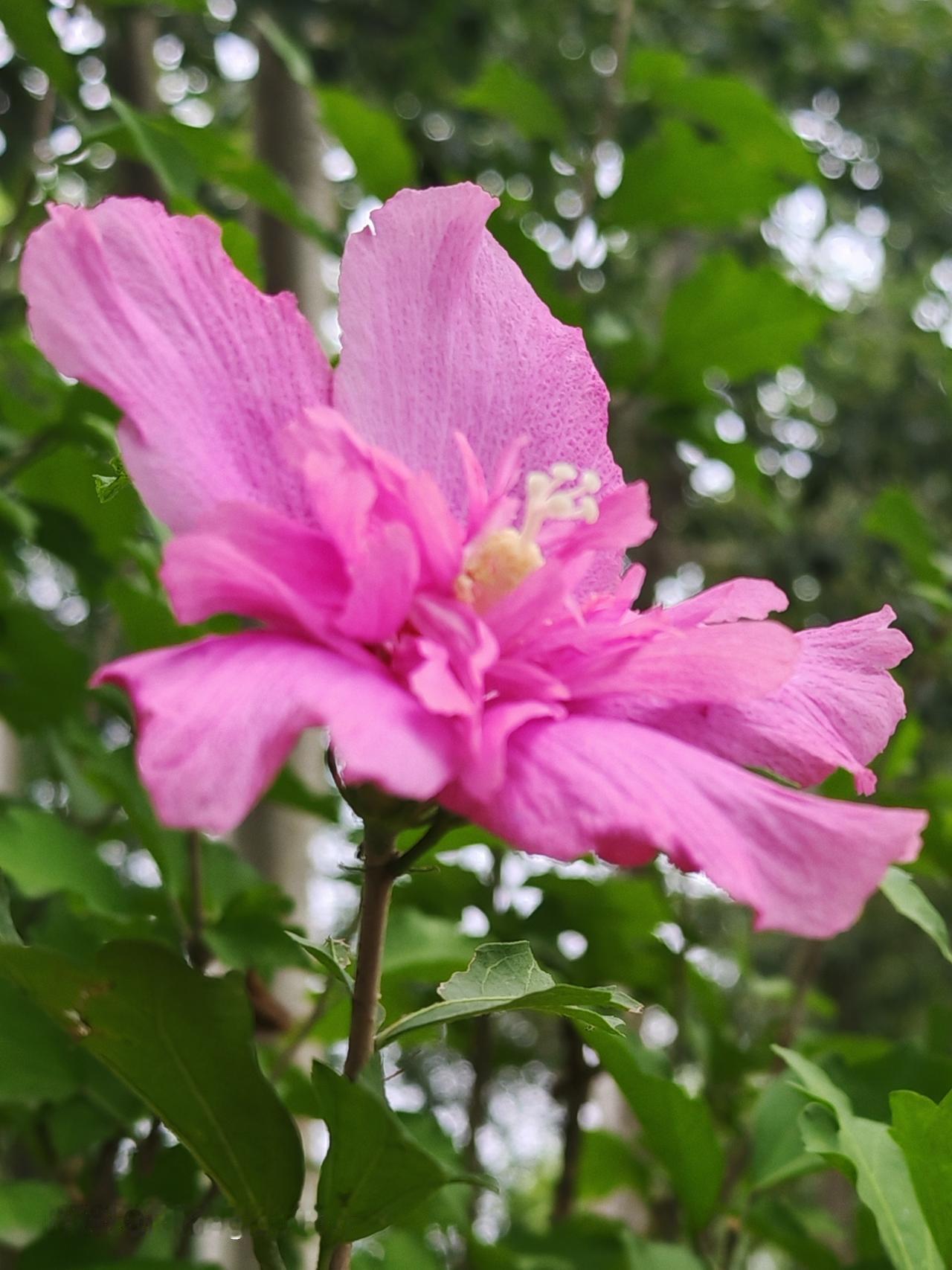 粉色花朵，美丽绽放。北京通州通顺路边木槿花西月锦绣