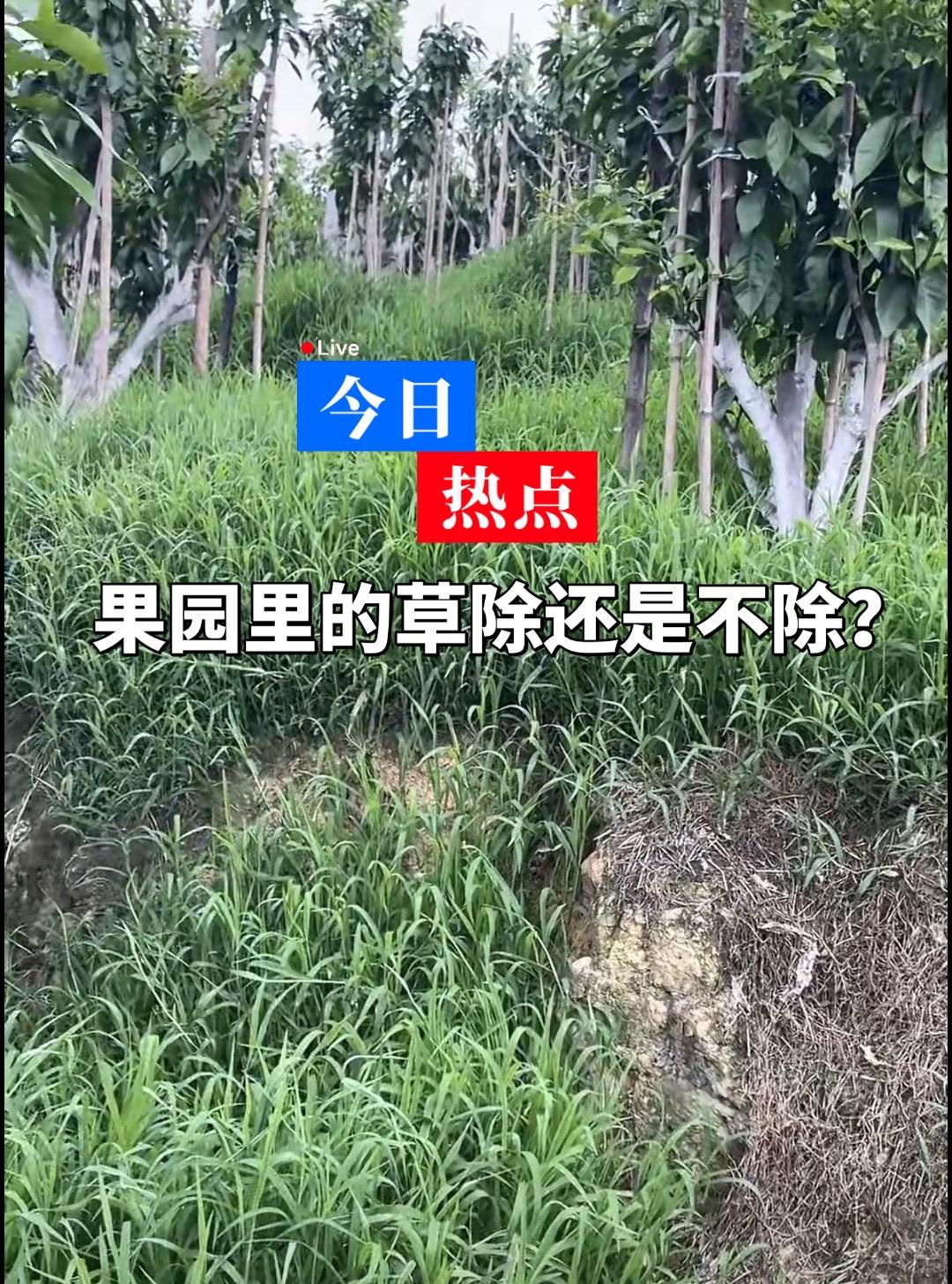 果园里的草除还是不除呢？果树种植管理 机 除草