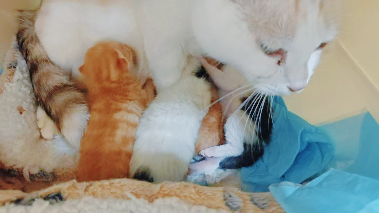 我的花园我的猫 三彩妈妈也在尽心奶娃。孩子也很可爱。四块小蛋糕，块块美味。 