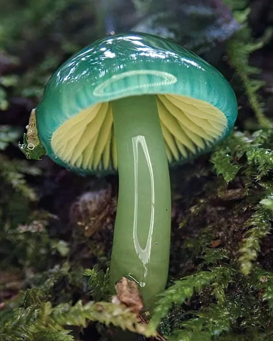 ✨鹦鹉蜡盖蘑菇（青绿湿伞 Parrot Waxcap）宛若从《爱丽丝梦游仙境》里