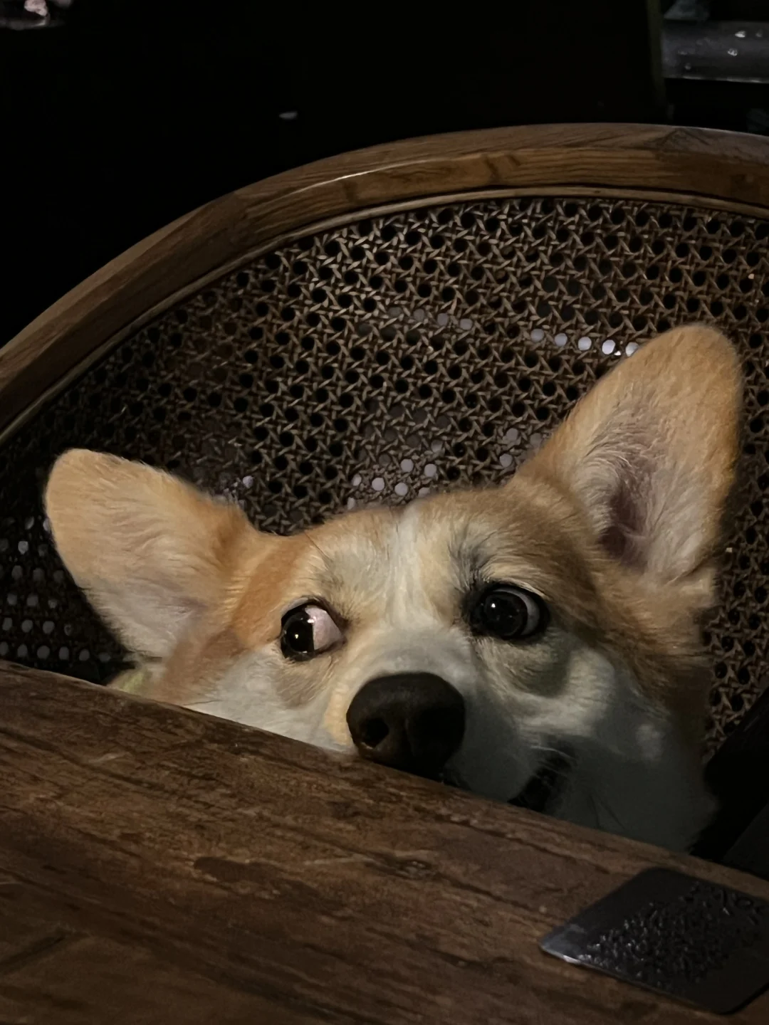 🐾PADO上海｜带修勾吃饭被夸一路的宠物友好