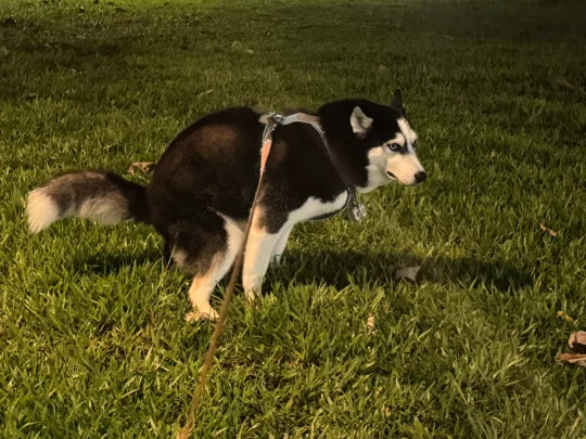 没见过拉💩这么标准的哈士奇