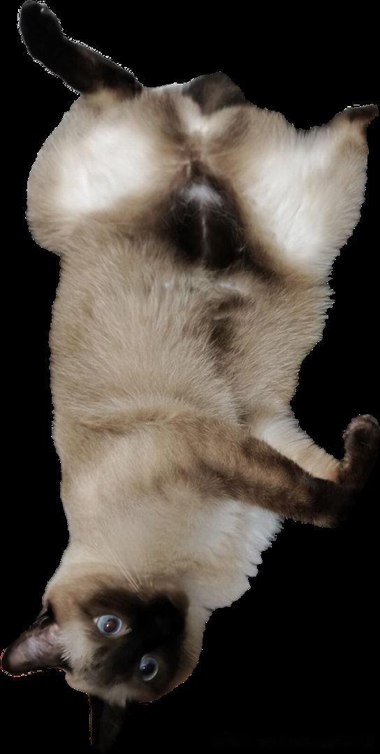 4085只黑脸此猫给自己的肚脐眼和中线在黑裤衩上标了高亮 