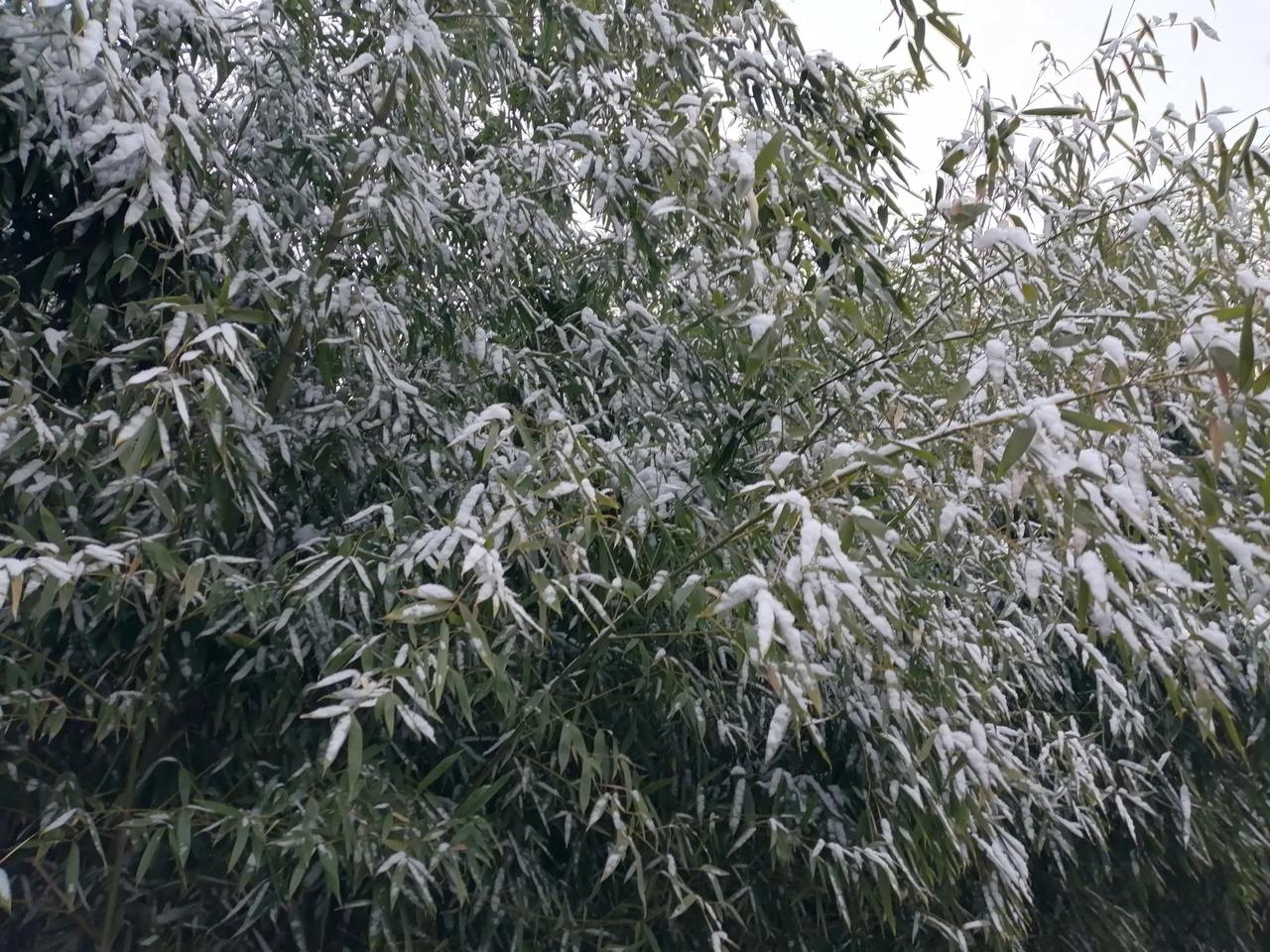 求一张唯美的雪景照片