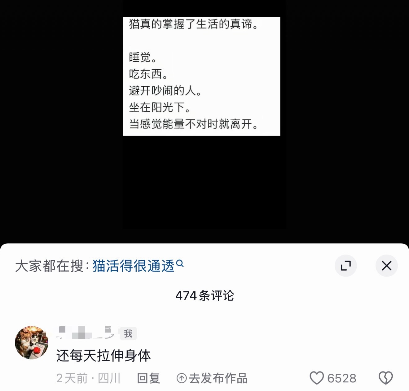 猫好 