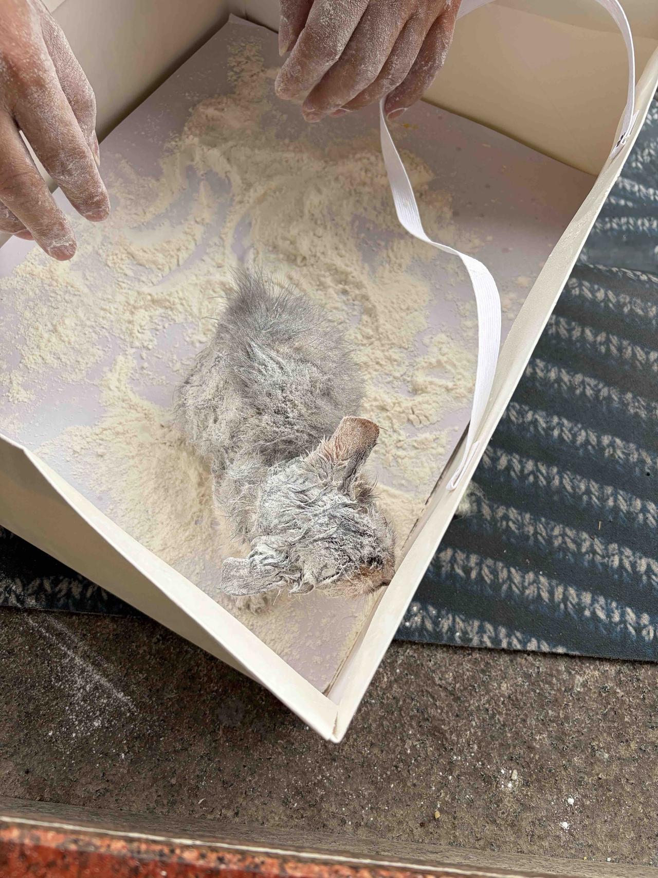 给大家分享张我家猫咪的照片，它那模样就跟人似的。照片里，它端坐在沙发上，小脑袋微