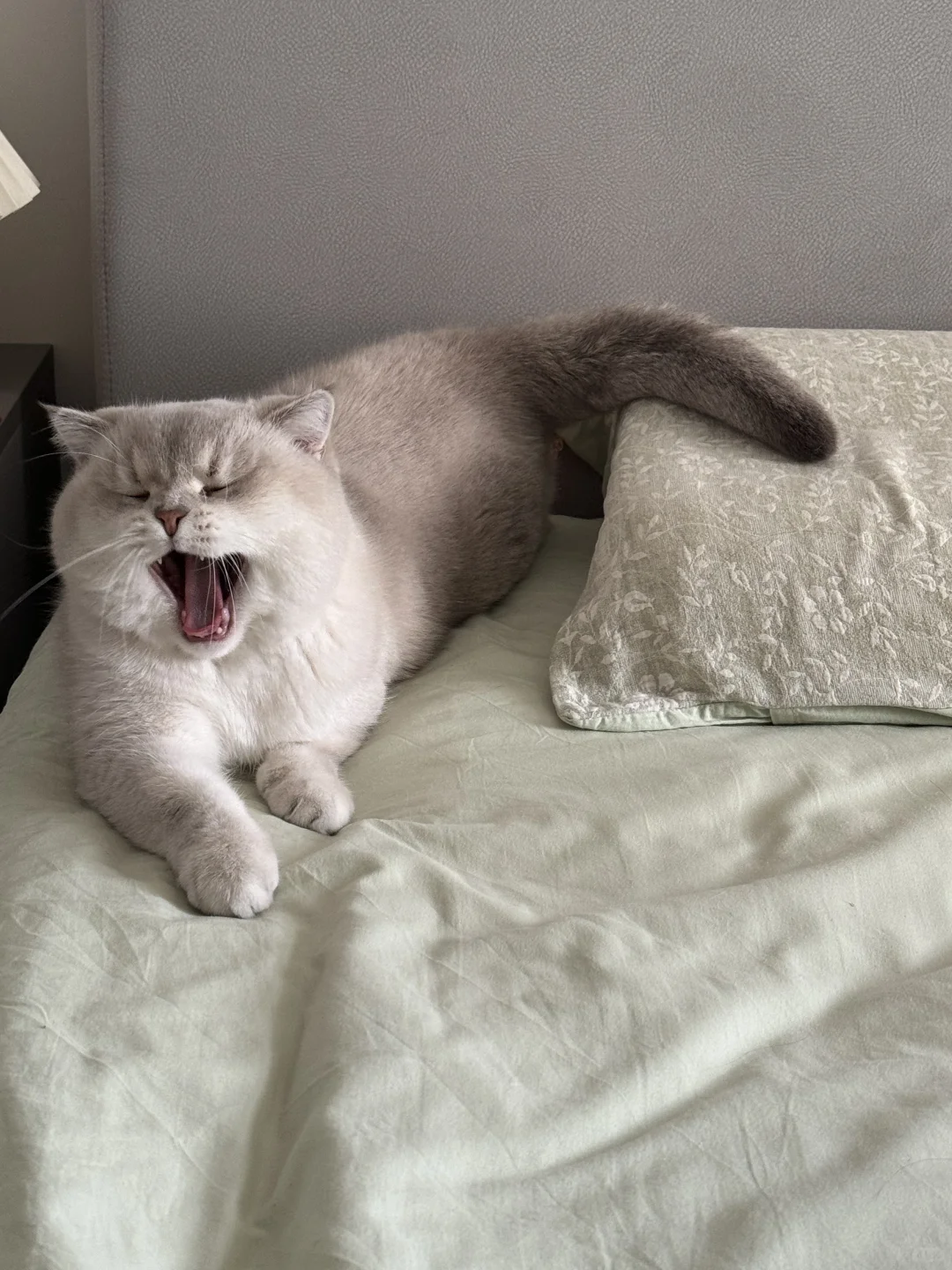 清早，总裁从300平的床上醒来，露出18块腹肌