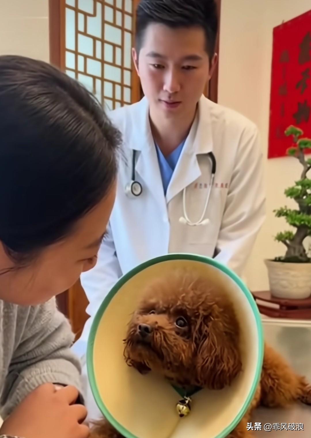 泰迪患上了不治之症，既无法迅速离世，又难以好好存活，死得极为痛苦。疼爱它的女主人