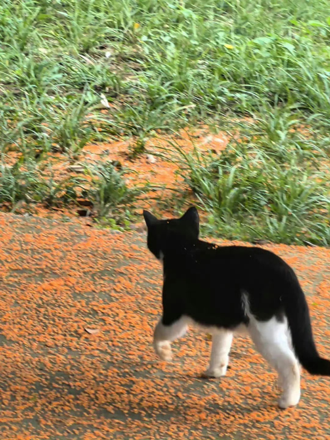 【奶牛猫】桂花香奶牛猫[awsl] ​ ​​​