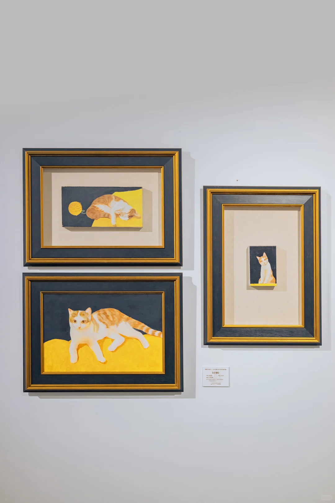 西湖首个猫生展览，看完更心疼遇见的猫了