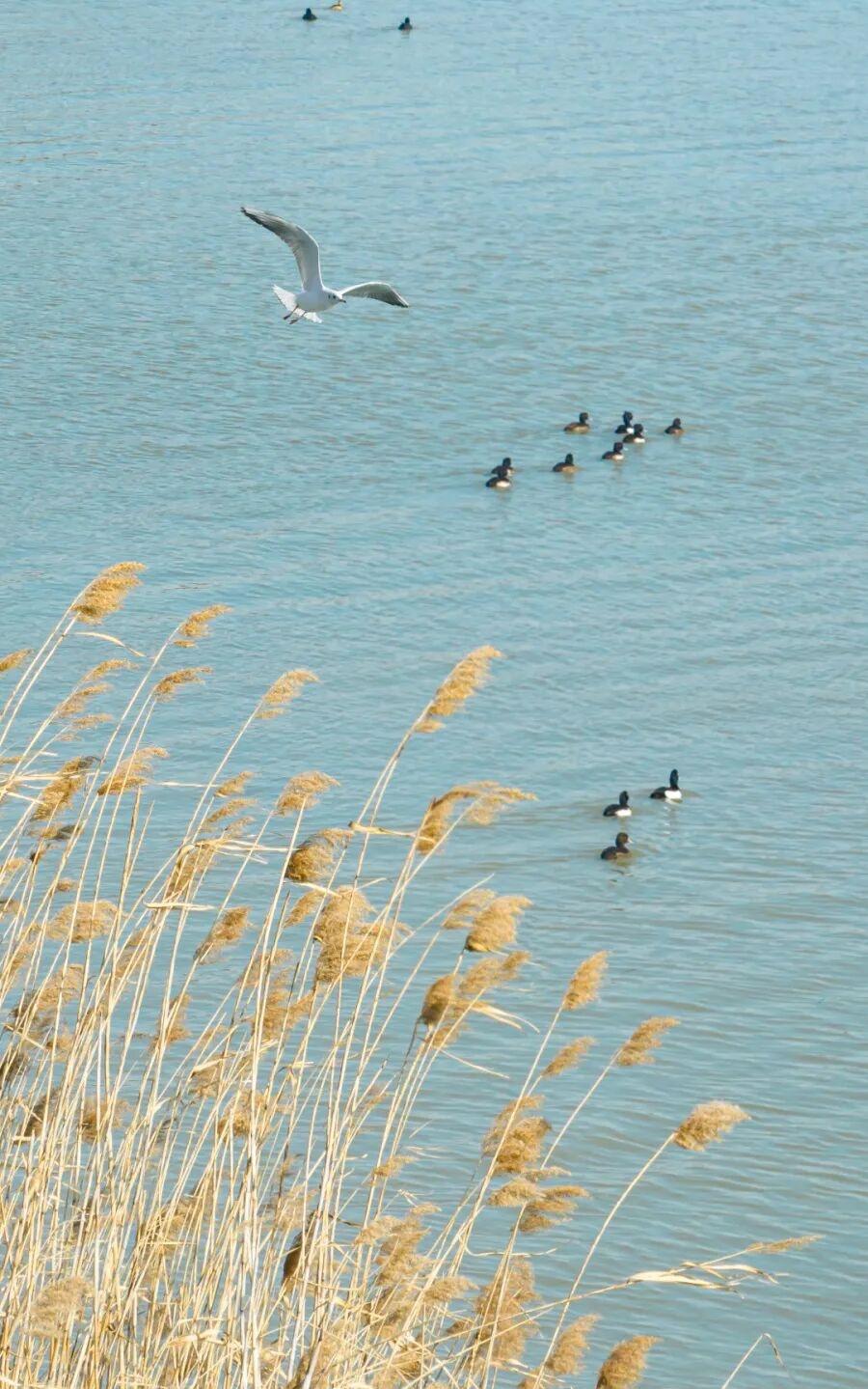 【周末去打卡丨超绝观鸟线路，攻略请收好！】赏芦花、观候鸟的最佳时节已至，趁着周末