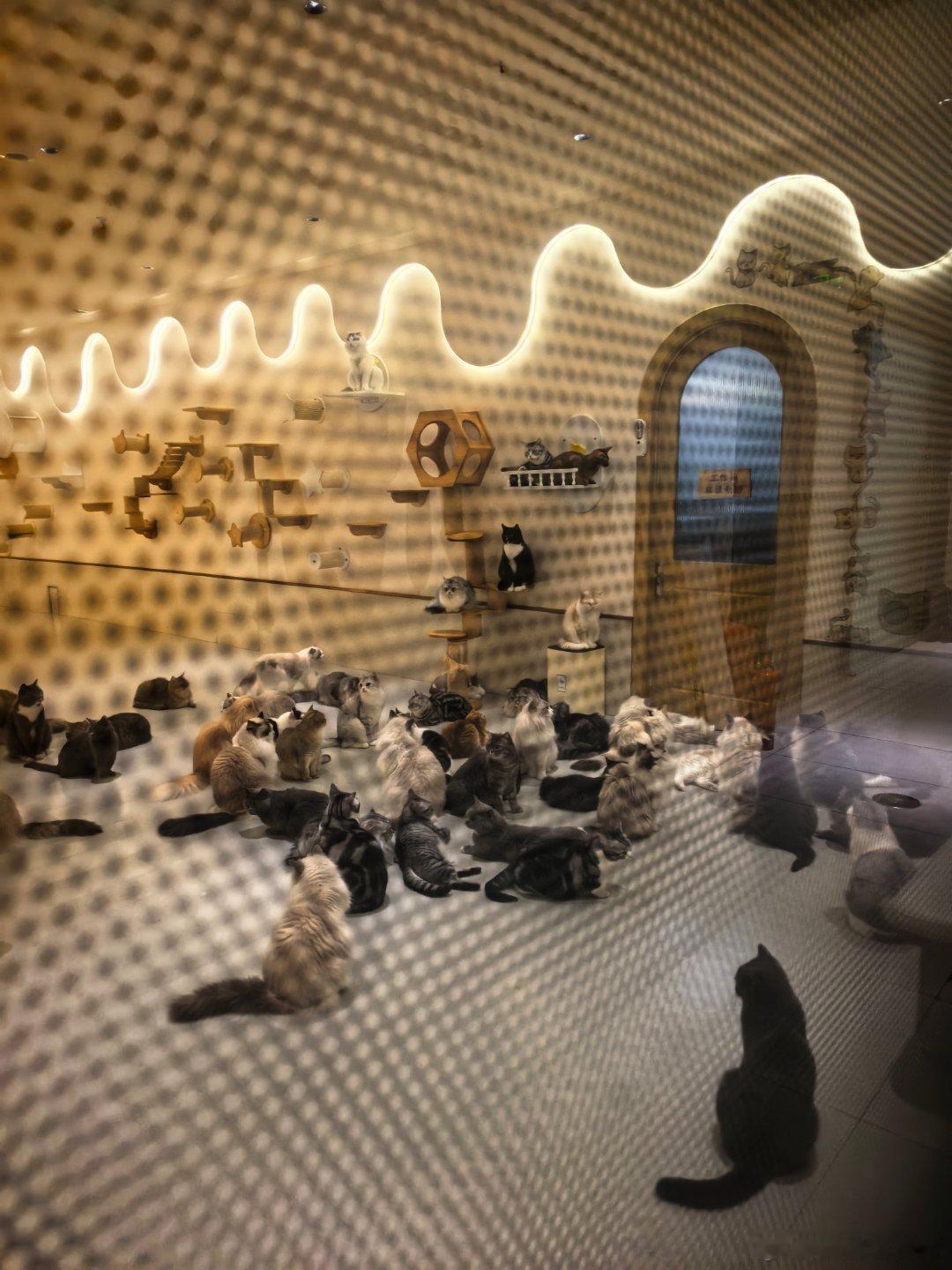 排队等着下班的喵喵们…… 