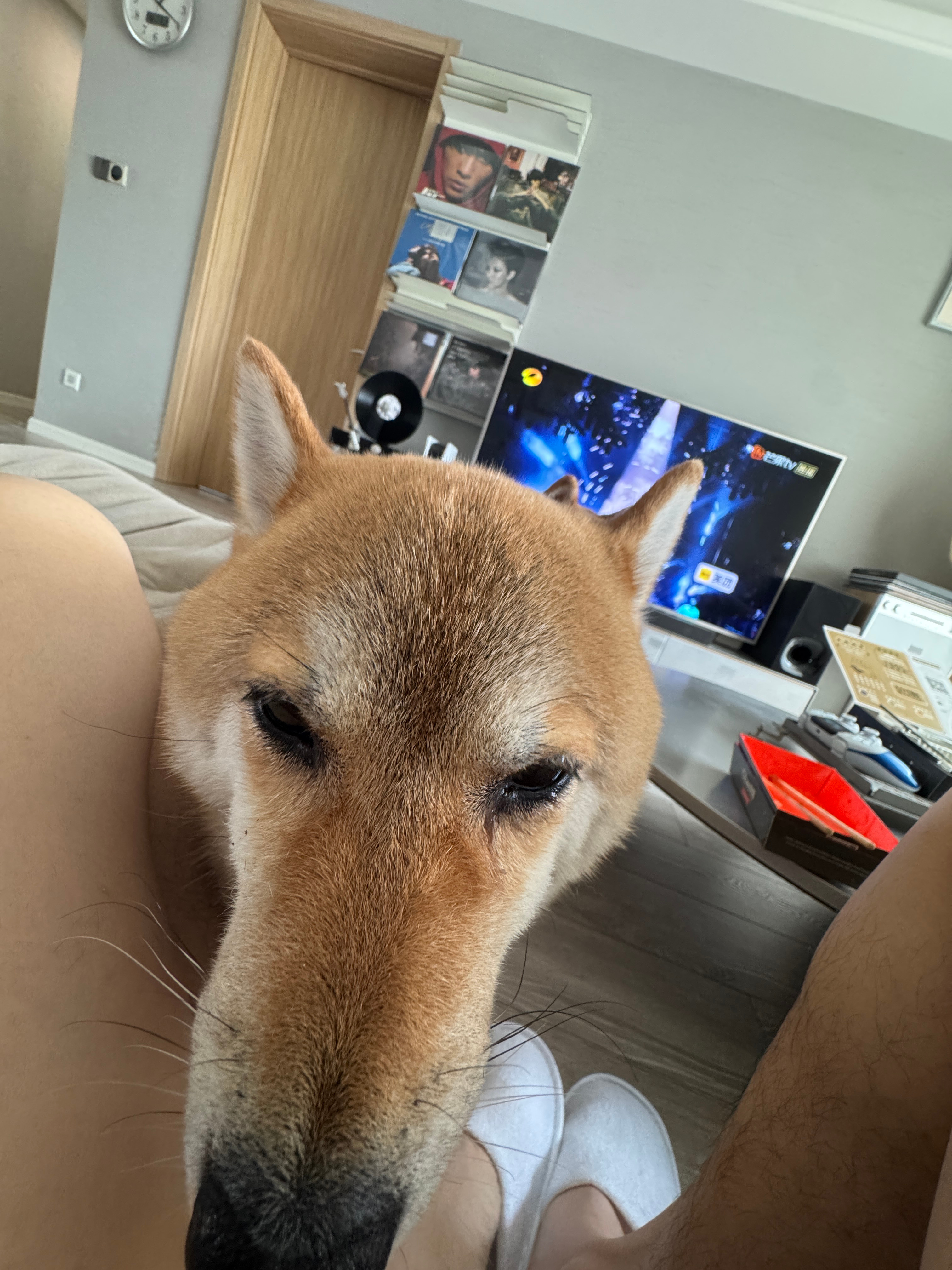 小狗宝