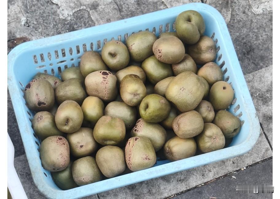 今年夏天持续高温酷暑，反常的天气让地里不少瓜果蔬菜都提前早熟，走在街边集市，居然