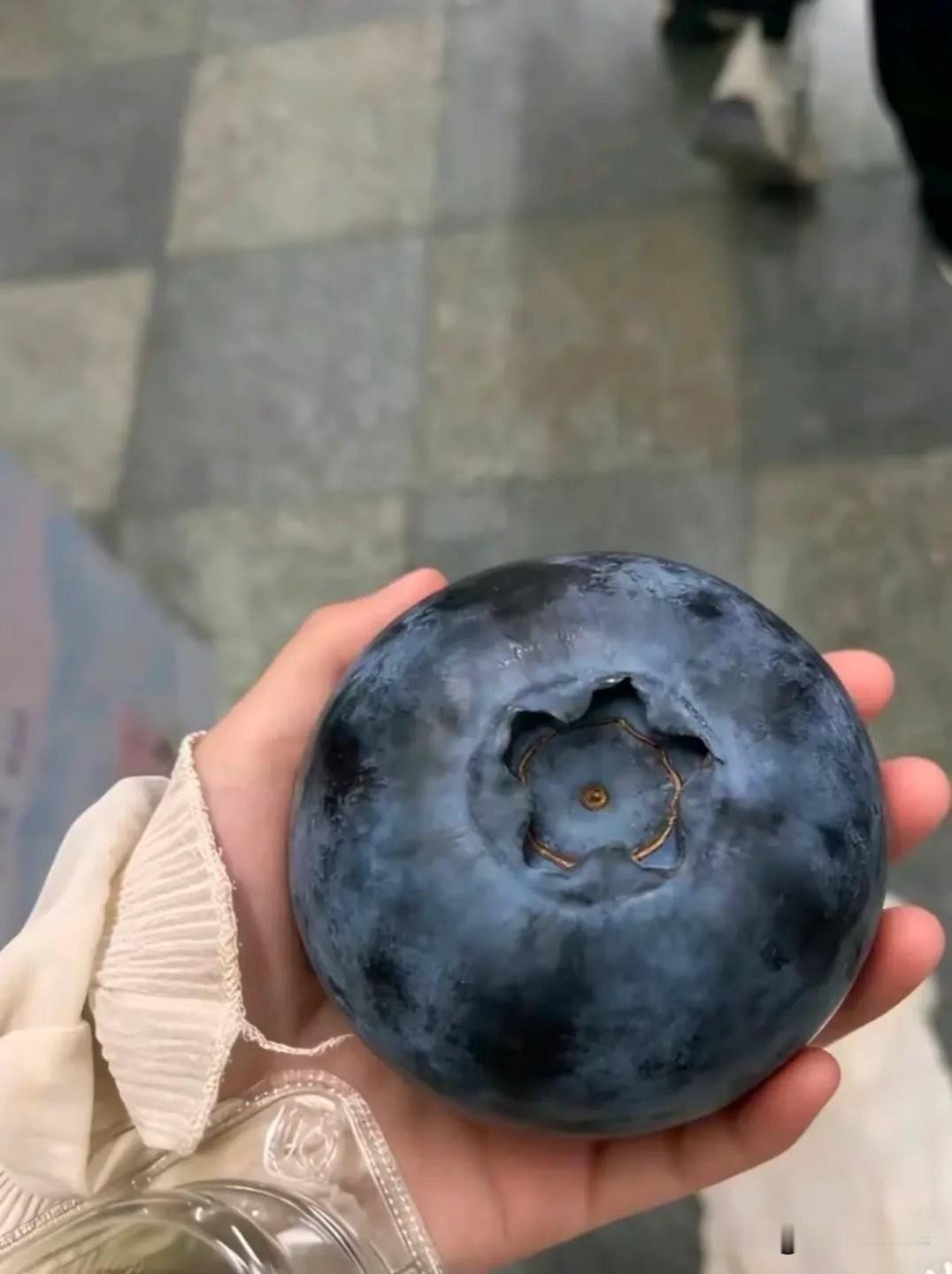 现在的蓝莓都长成这个样子了嘛