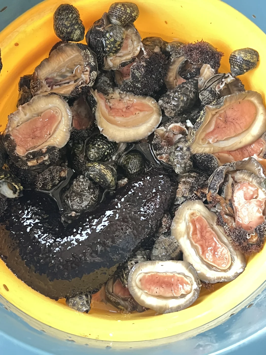 谁懂啊？深圳海边退潮后全是宝贝