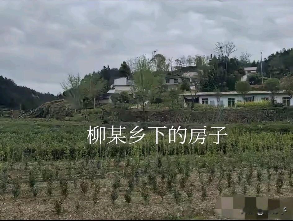 这个就是柳某的农村房子，她的娘家日子过的也不错，种着茶园。从小她在家娇生惯养，骄