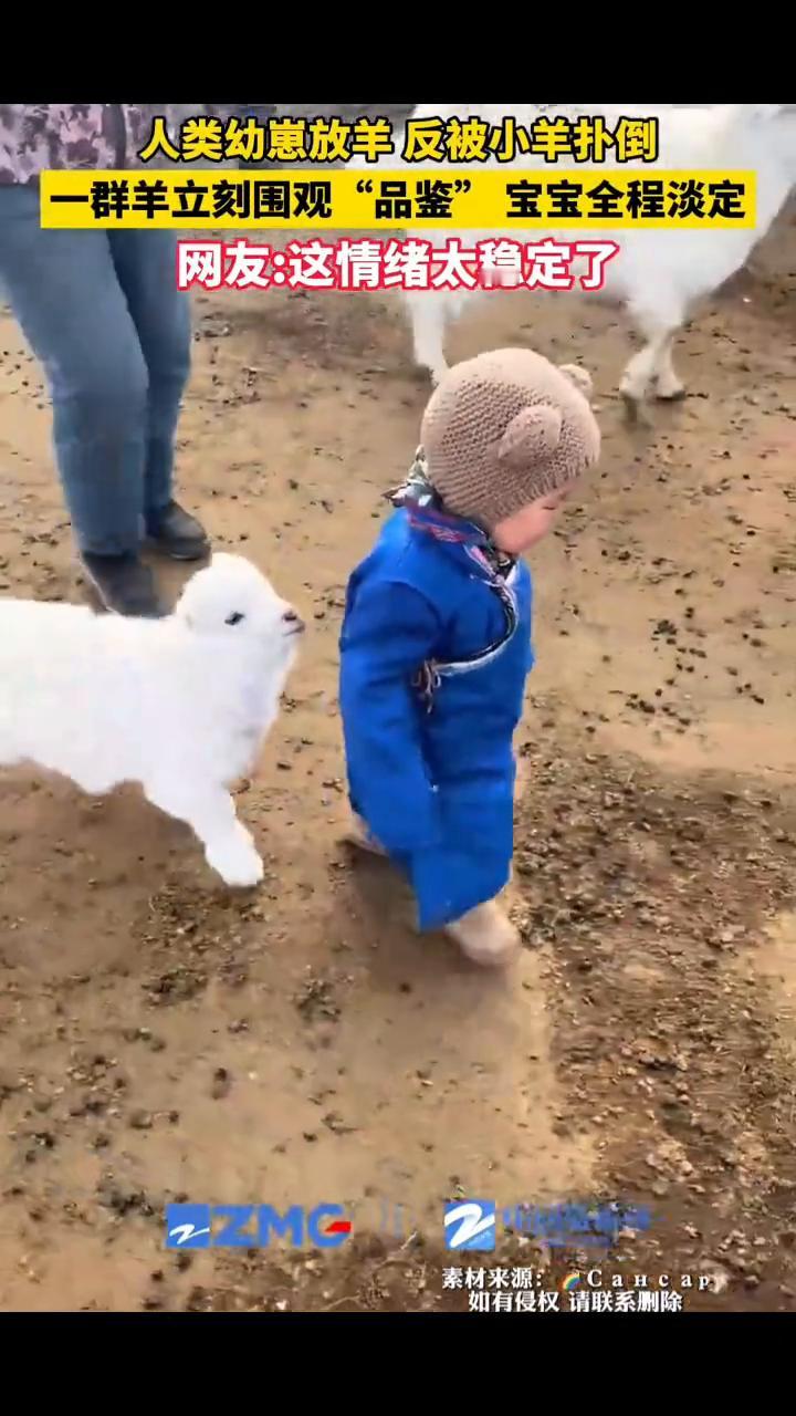 人类幼崽放羊反被小羊扑倒，一群羊立刻围观"品鉴"，宝宝全程淡定。网友：这情绪太稳