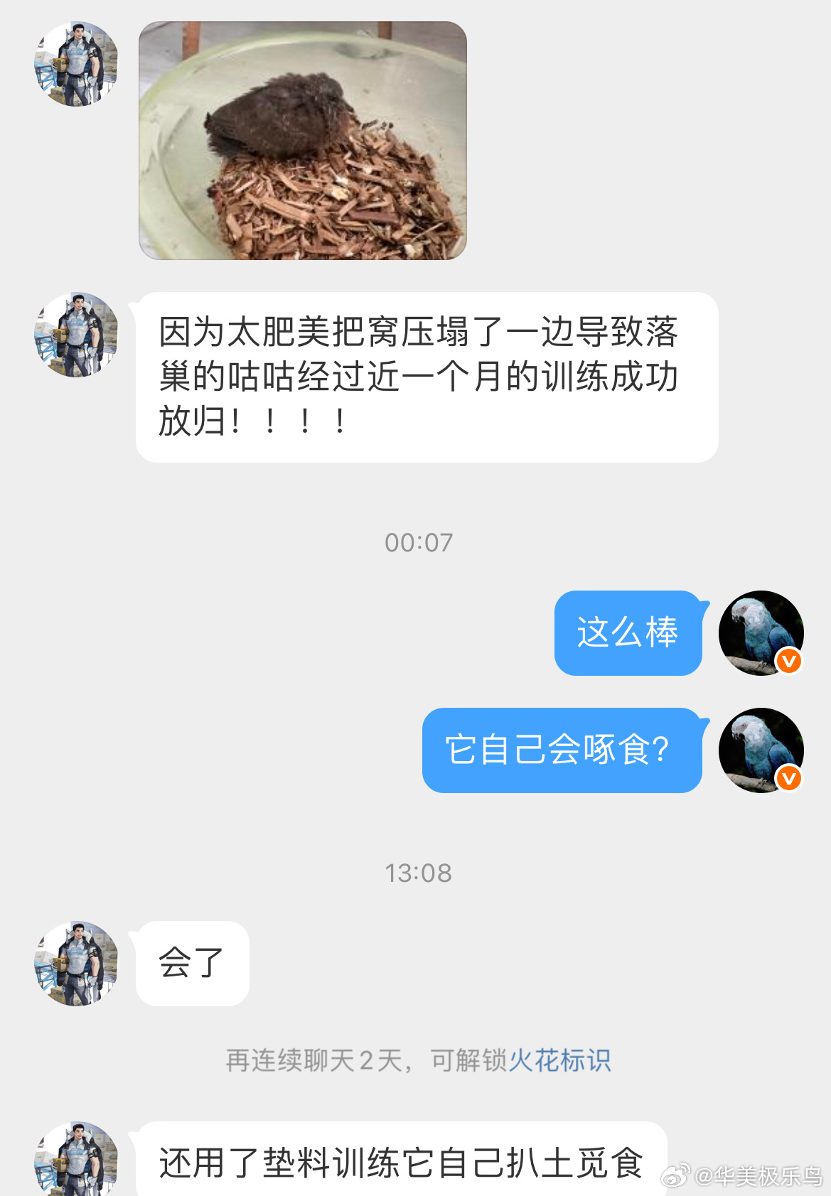 鸟粉投稿 一只落巢的【珠颈斑鸠】小天才给它照顾到羽毛长大后 成功放飞啦！还会自己