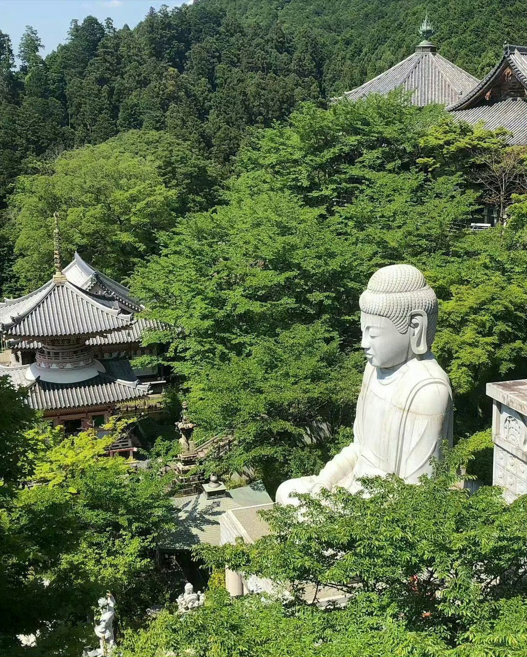 林中有佛 不要无视 评论很灵🙏 