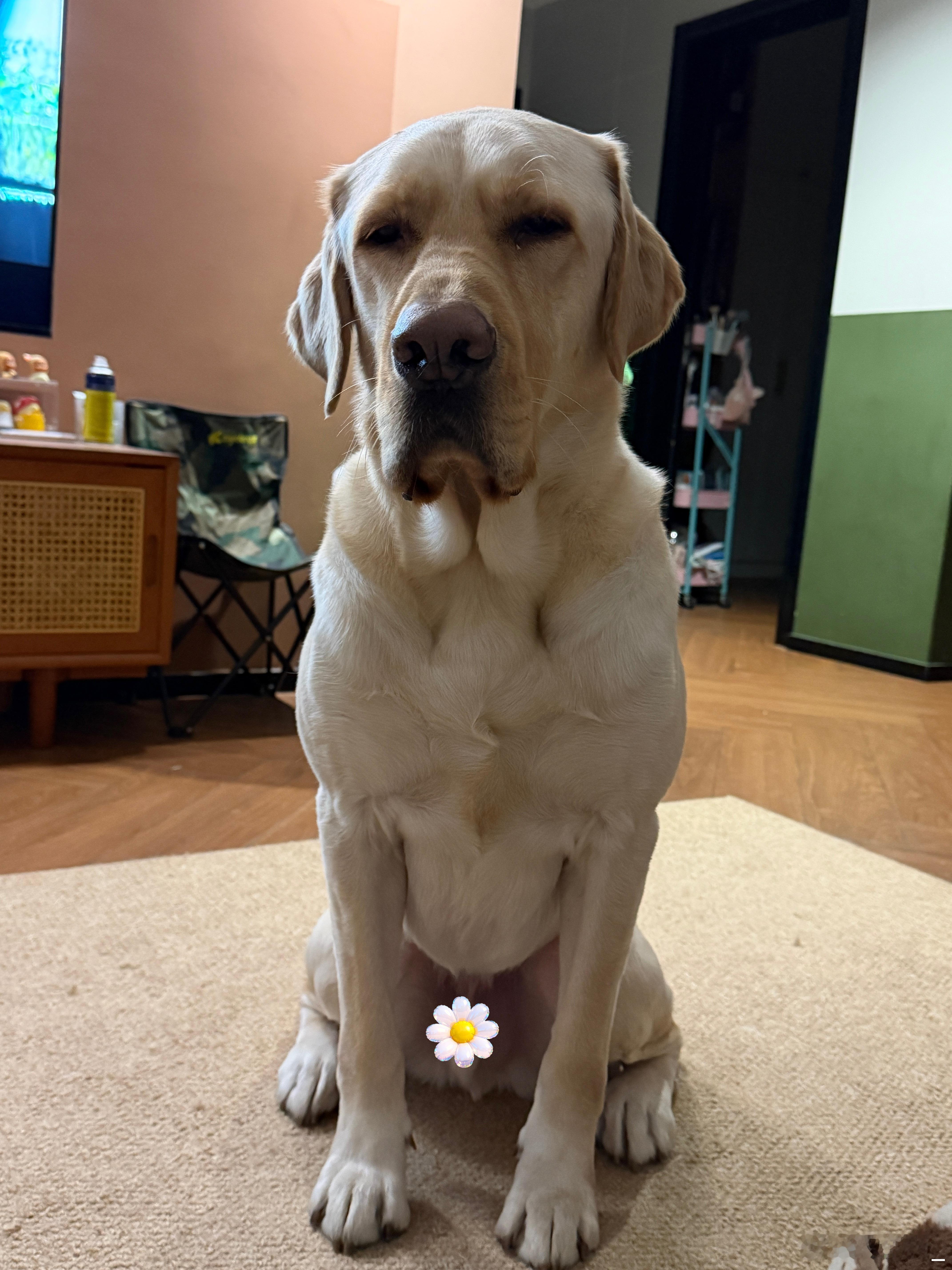 早周一开工表情如图太冷了躲在被窝里不想出来然后从九点一直点到十点依旧抢不到茅子，