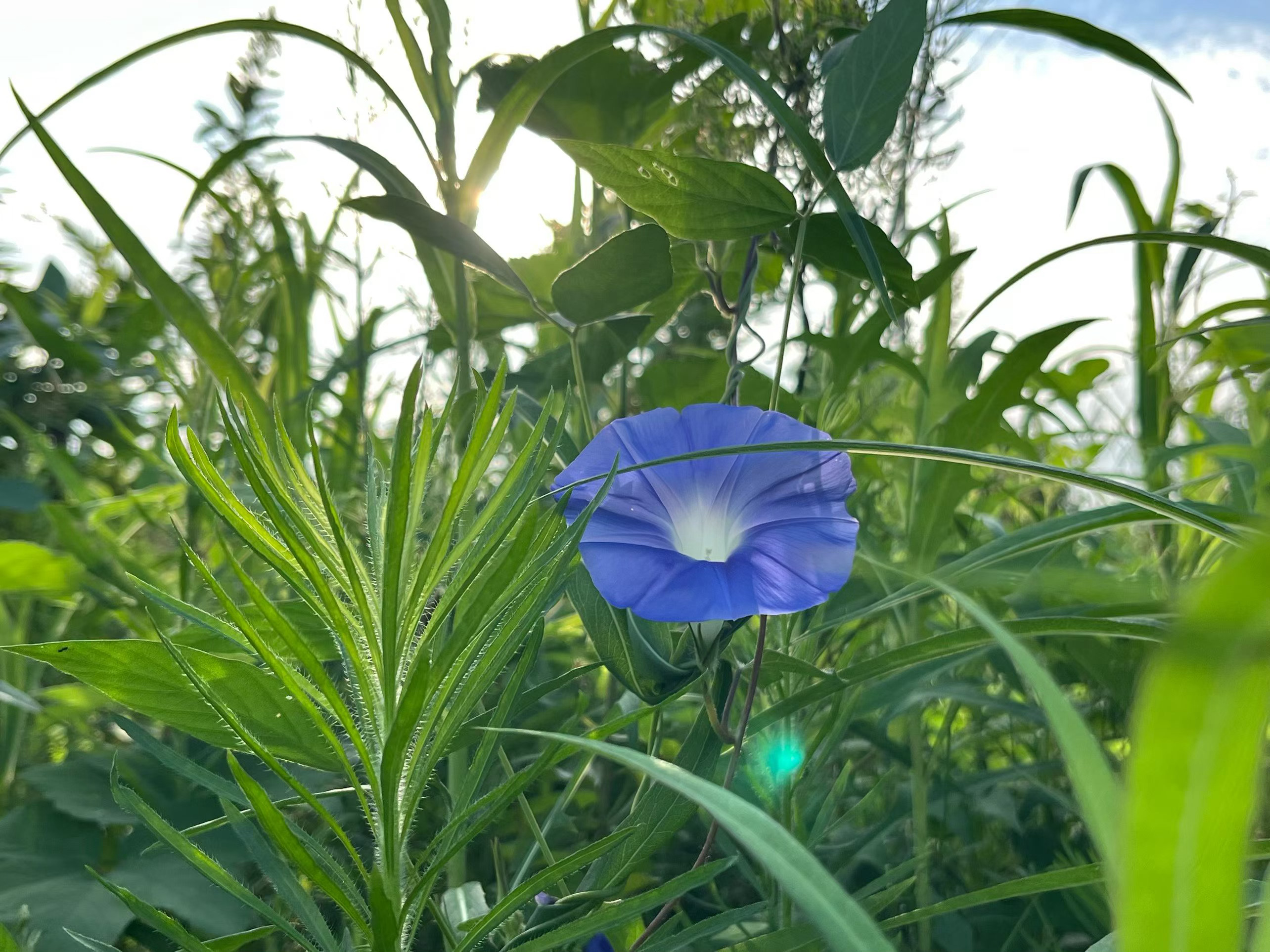 今天早起没有白熬，日出太治愈[抱一抱]奔赴一场日出的浪漫🌅把烦恼丢在黑夜🌌 
