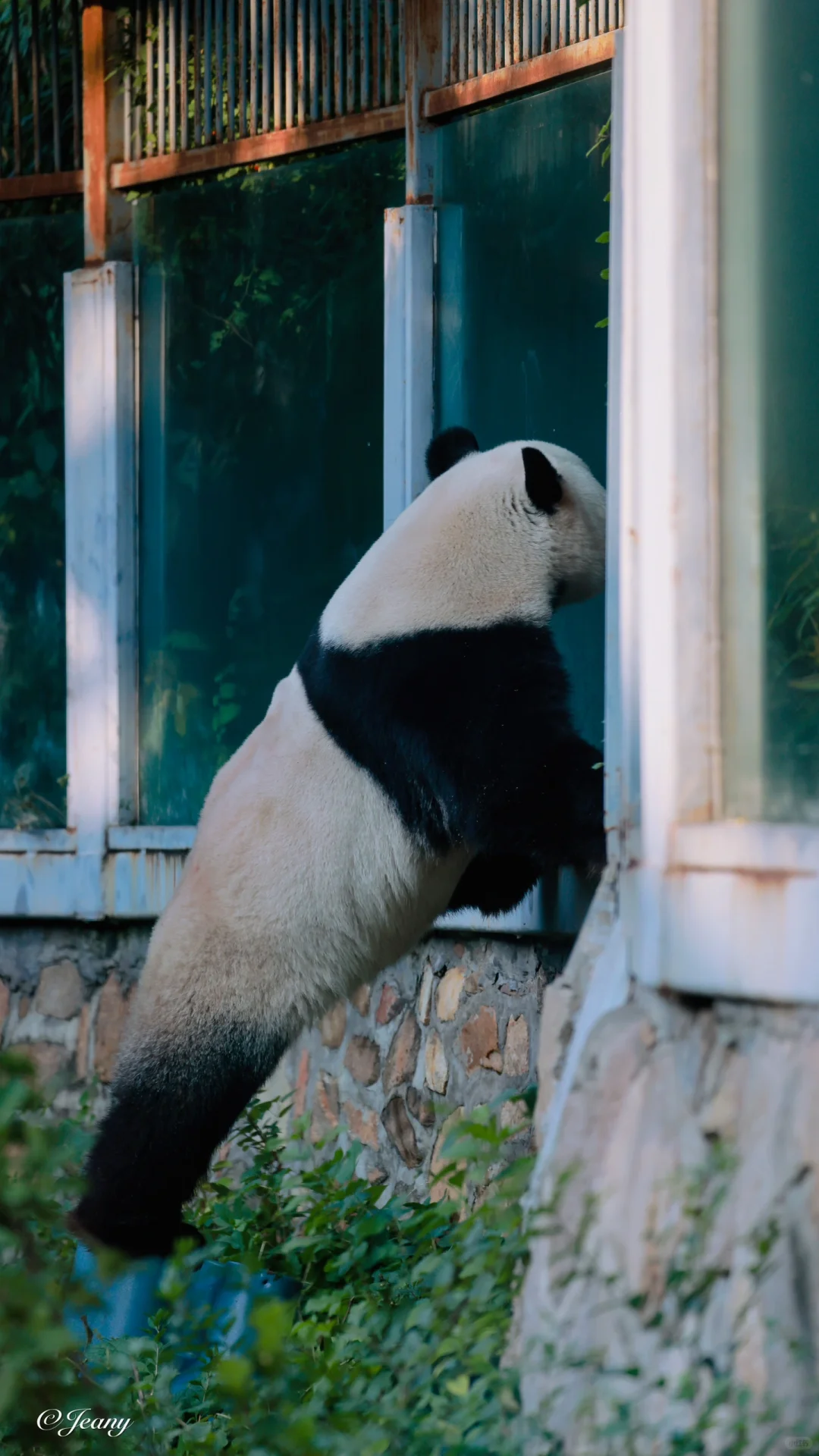 萌兰的腿😍吸引眼球🐼