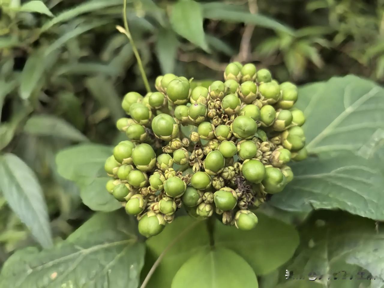 让我有点惊讶的是昨晚直到十点过我睡觉时，L先生都没有像我想象中的那样联系我。我不